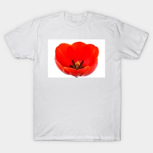 Tulipa  'Ad Rem'  Tulip T-Shirt